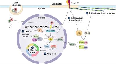 From DNA Damage to Cancer Progression: Potential Effects of Cytolethal Distending Toxin